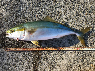 ハマチ！2020ライトゲーム第30戦