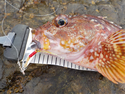 江ノ島の表磯でカサゴでした