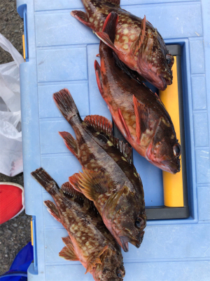 ガシラの刺身が食べたくて