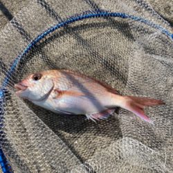 ハネのちマダイ