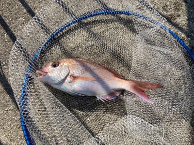 ハネのちマダイ