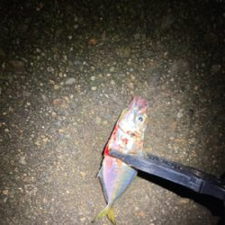 お試しアジング