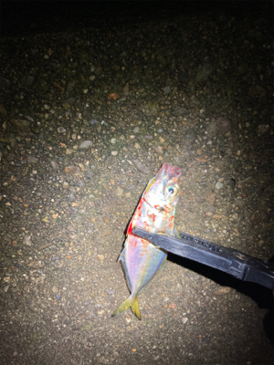 お試しアジング