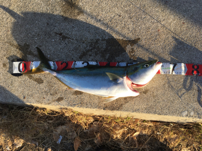 今シーズン2匹目メジロ