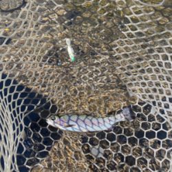 黒保根フィッシング