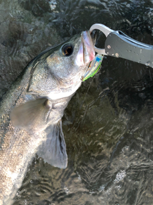 ウェーディングシーバス