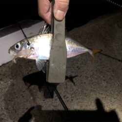 中アジ好調持続