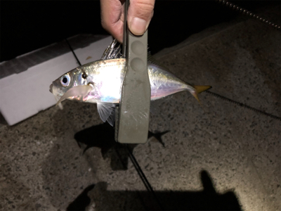 中アジ好調持続