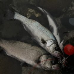 朝マズメのヒラスズキ狙いで、3本ゲット！！