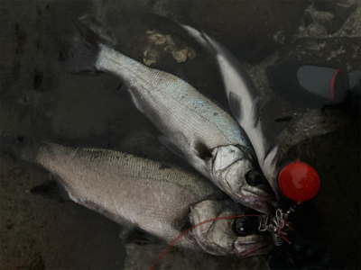 朝マズメのヒラスズキ狙いで、3本ゲット！！…