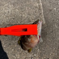 ファミリーフィッシング