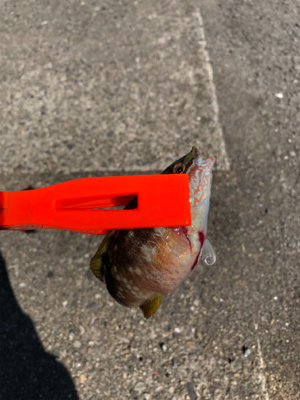 ファミリーフィッシング