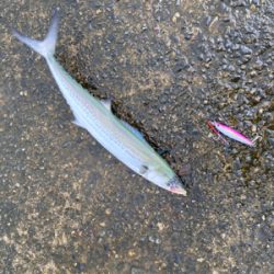 雨あがりのジギング