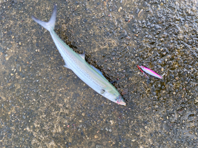 雨あがりのジギング