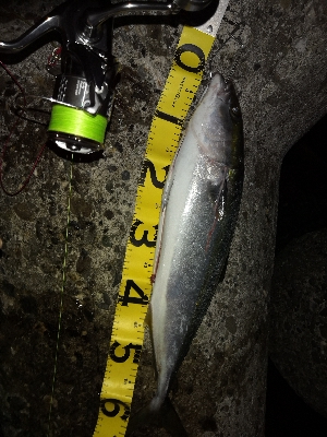 夕まずめにメジロ