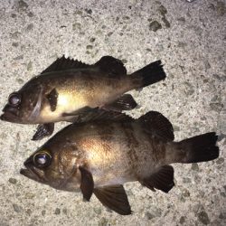 明石周辺ライトゲーム