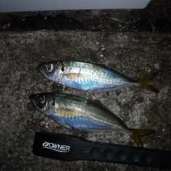 虫ヘッドでアジング