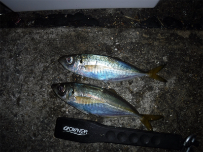 虫ヘッドでアジング