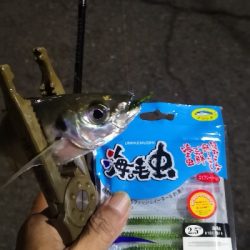 アジング練習 202