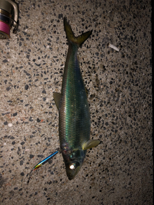 ダイソーメタルジグ❗…