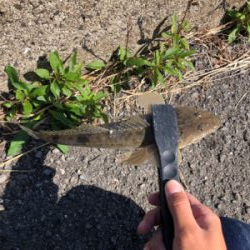 ショアジギング