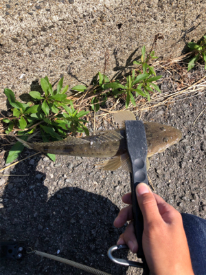 ショアジギング