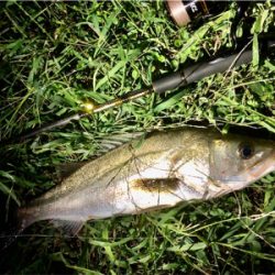 リバーシーバス!