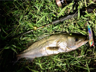 リバーシーバス！