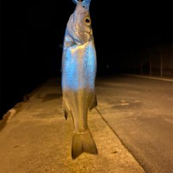 遠征！！！セイゴ無双