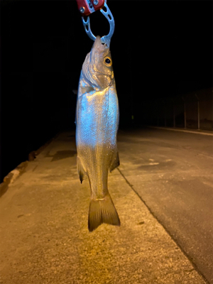 遠征！！！セイゴ無双