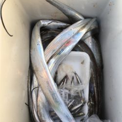 タチウオ、今年初のまともな釣果