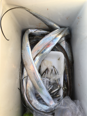 タチウオ、今年初のまともな釣果