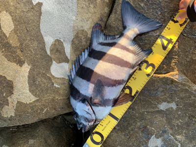 石鯛釣り！