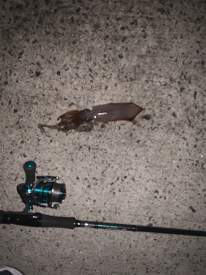 初めてケンサキイカが釣れました