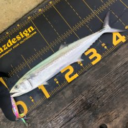 久しぶりの筏に❗️