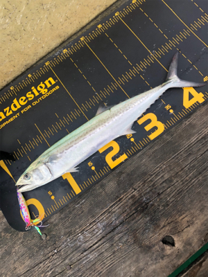 久しぶりの筏に❗️