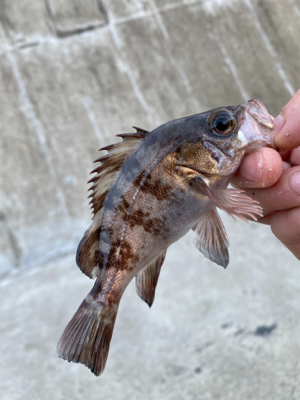 小メバル釣り！