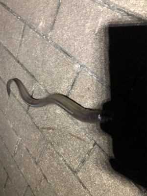 ナブラは凄かったが…