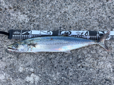 ショアジギング