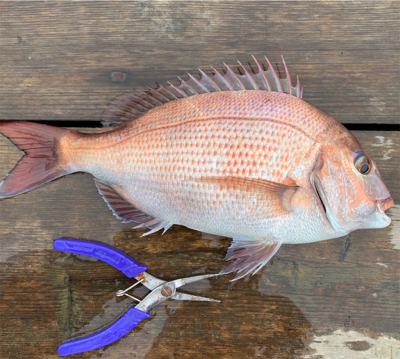 青物を釣りたい