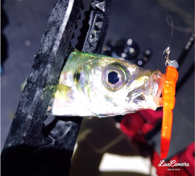 ナイトアジング