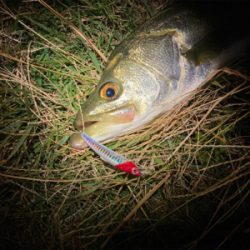 スミス（サラナ80f）でシーバスフィッシング