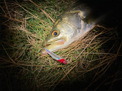 スミス（サラナ80f）でシーバスフィッシング