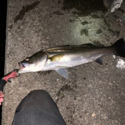 やっと釣れた(。-∀-)