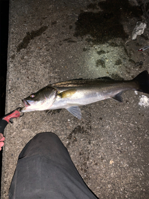 やっと釣れた(。-∀-)