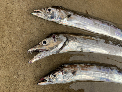 ミノー表層巻きで30分3本！！タチウオ釣果…