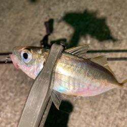 近所の漁港へアジ探し