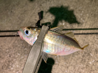 近所の漁港へアジ探し