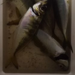 アジング練習 203