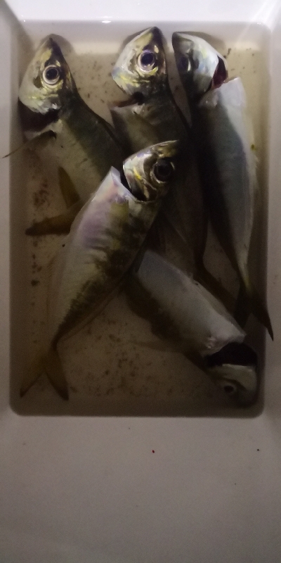 アジング練習 203